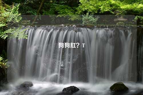 狗狗肛？T
