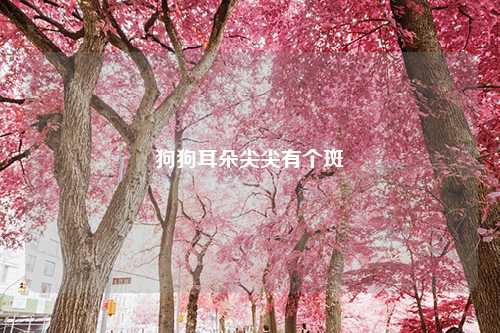 狗狗耳朵尖尖有个斑