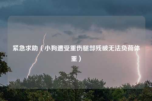 紧急求助（小狗遭受重伤腿部残破无法负荷体重）