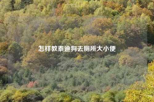 怎样教泰迪狗去厕所大小便