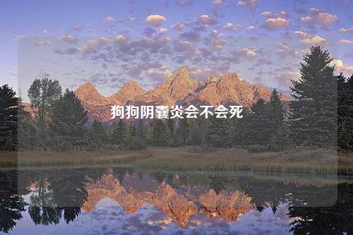 狗狗阴囊炎会不会死