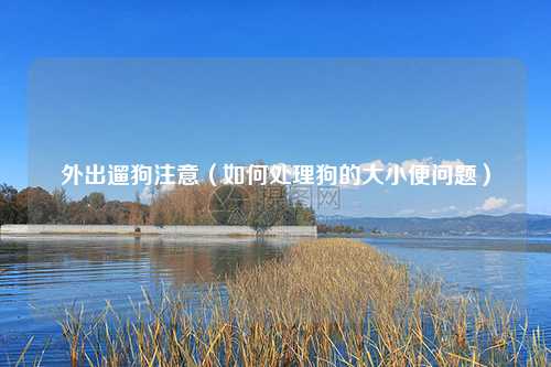 外出遛狗注意（如何处理狗的大小便问题）