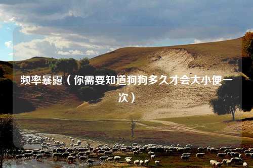 频率暴露（你需要知道狗狗多久才会大小便一次）