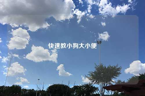 快速教小狗大小便