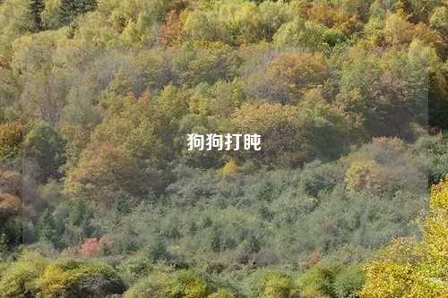 狗狗打盹