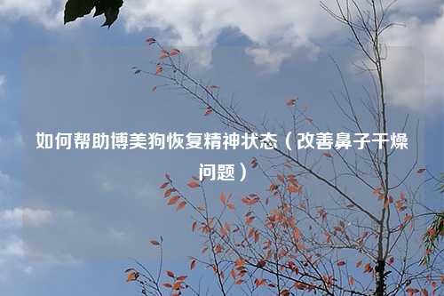 如何帮助博美狗恢复精神状态（改善鼻子干燥问题）