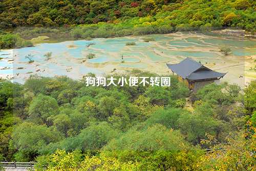 狗狗大小便不转圈
