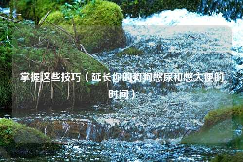 掌握这些技巧（延长你的狗狗憋尿和憋大便的时间）