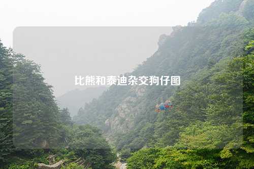 比熊和泰迪杂交狗仔图