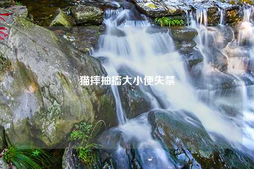 猫摔抽搐大小便失禁