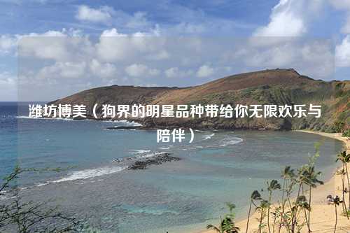 潍坊博美（狗界的明星品种带给你无限欢乐与陪伴）