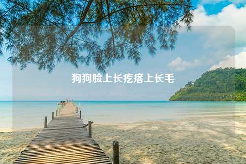 狗狗脸上长疙瘩上长毛