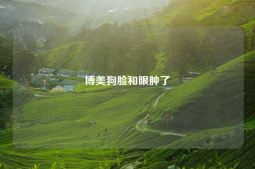 博美狗脸和眼肿了