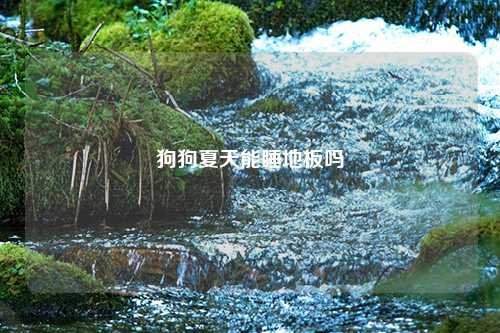 狗狗夏天能睡地板吗