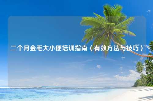 二个月金毛大小便培训指南（有效方法与技巧）