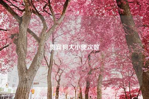 贵宾狗大小便次数