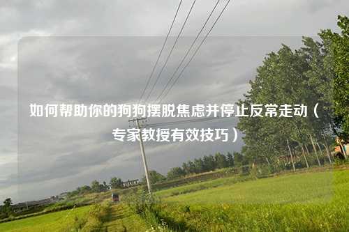 如何帮助你的狗狗摆脱焦虑并停止反常走动（专家教授有效技巧）