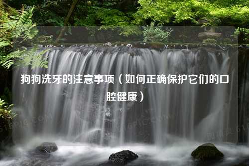 狗狗洗牙的注意事项（如何正确保护它们的口腔健康）