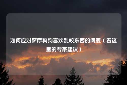 如何应对萨摩狗狗喜欢乱咬东西的问题（看这里的专家建议）