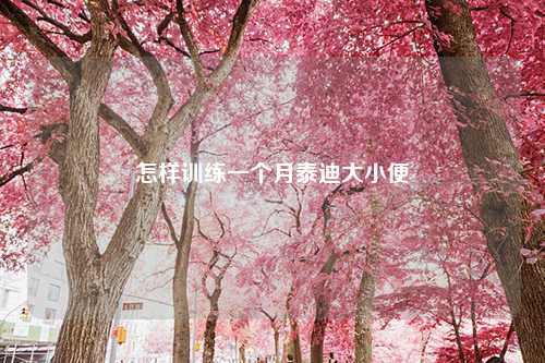 怎样训练一个月泰迪大小便
