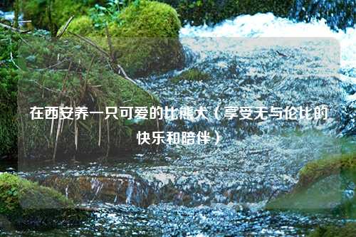 在西安养一只可爱的比熊犬（享受无与伦比的快乐和陪伴）