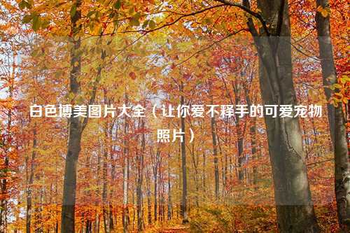 白色博美图片大全（让你爱不释手的可爱宠物照片）