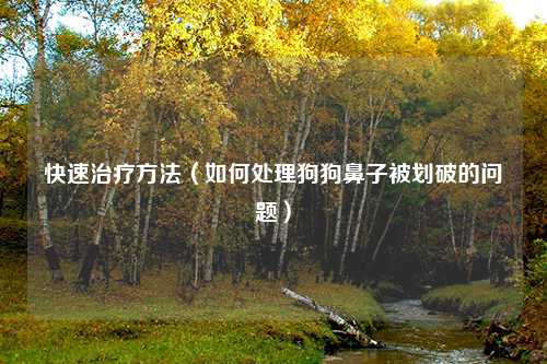 快速治疗方法（如何处理狗狗鼻子被划破的问题）
