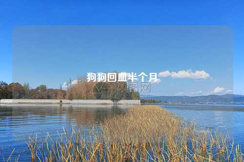 狗狗回血半个月