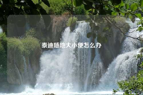 泰迪随地大小便怎么办