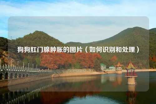 狗狗肛门腺肿胀的图片（如何识别和处理）