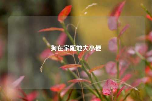 狗在家随地大小便
