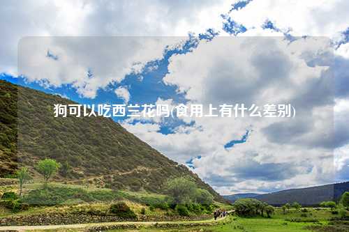 狗可以吃西兰花吗(食用上有什么差别)