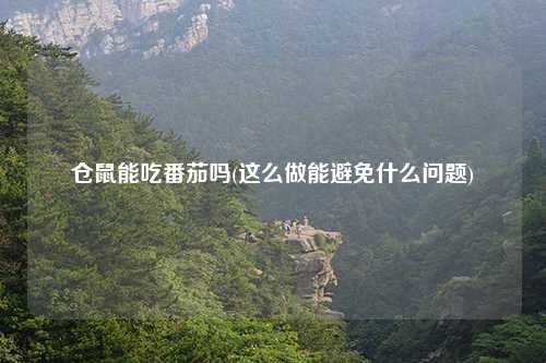 仓鼠能吃番茄吗(这么做能避免什么问题)