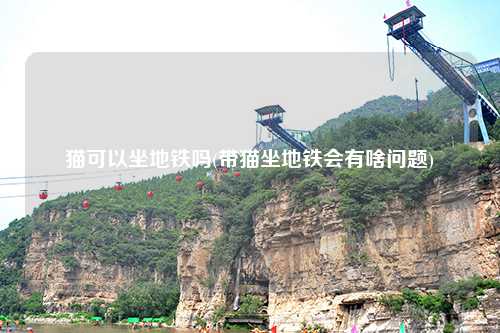 猫可以坐地铁吗(带猫坐地铁会有啥问题)
