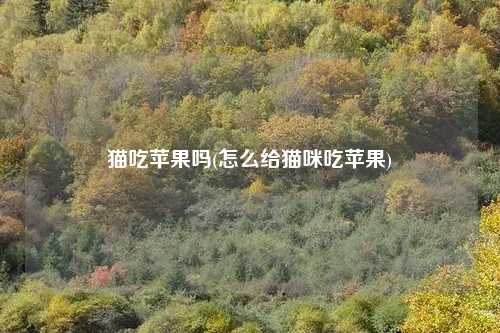 猫吃苹果吗(怎么给猫咪吃苹果)