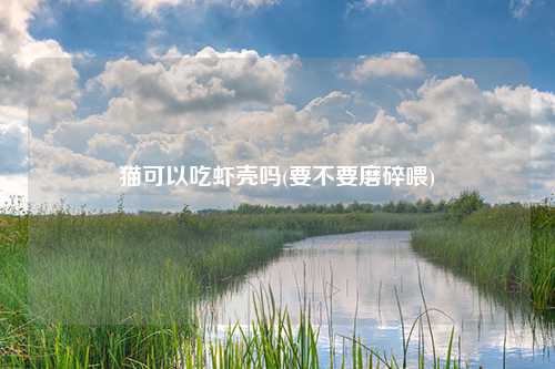 猫可以吃虾壳吗(要不要磨碎喂)
