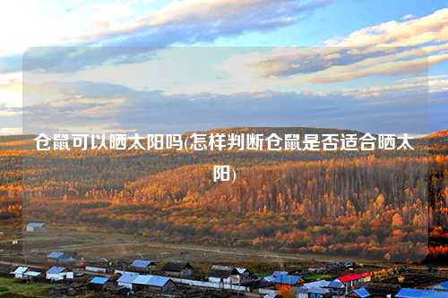 仓鼠可以晒太阳吗(怎样判断仓鼠是否适合晒太阳)