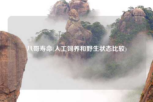 八哥寿命(人工饲养和野生状态比较)