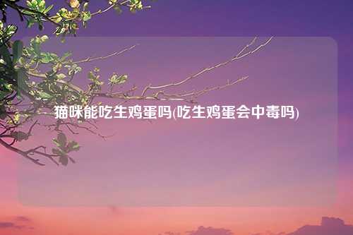猫咪能吃生鸡蛋吗(吃生鸡蛋会中毒吗)