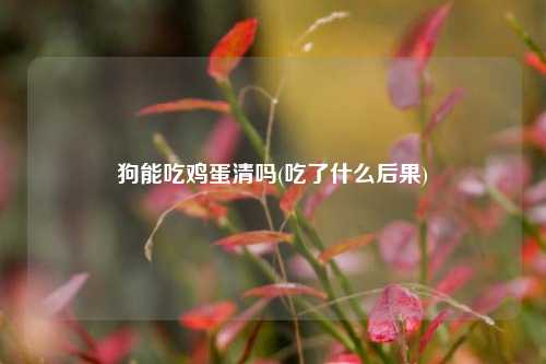 狗能吃鸡蛋清吗(吃了什么后果)