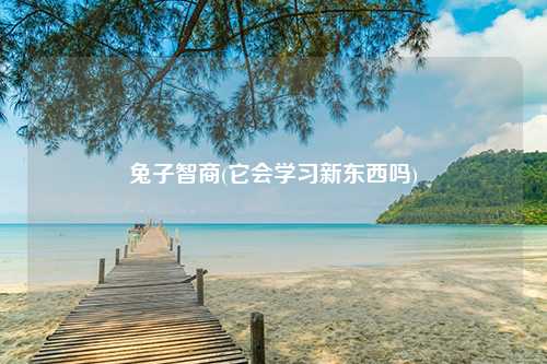 兔子智商(它会学习新东西吗)