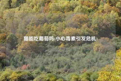 猫能吃葡萄吗(小心毒素引发危机)