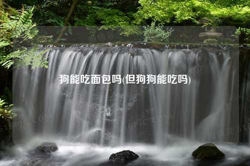 狗能吃面包吗(但狗狗能吃吗)