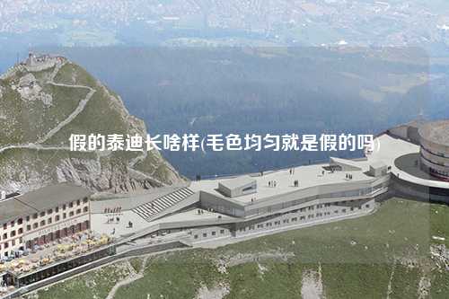 假的泰迪长啥样(毛色均匀就是假的吗)