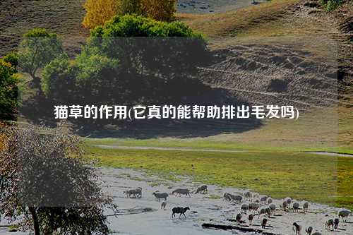 猫草的作用(它真的能帮助排出毛发吗)