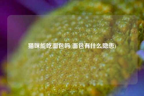 猫咪能吃面包吗(面包有什么隐患)