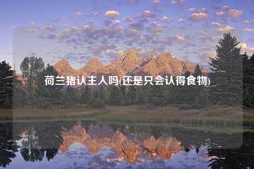 荷兰猪认主人吗(还是只会认得食物)