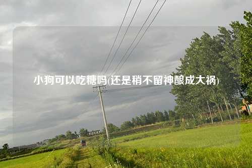 小狗可以吃糖吗(还是稍不留神酿成大祸)
